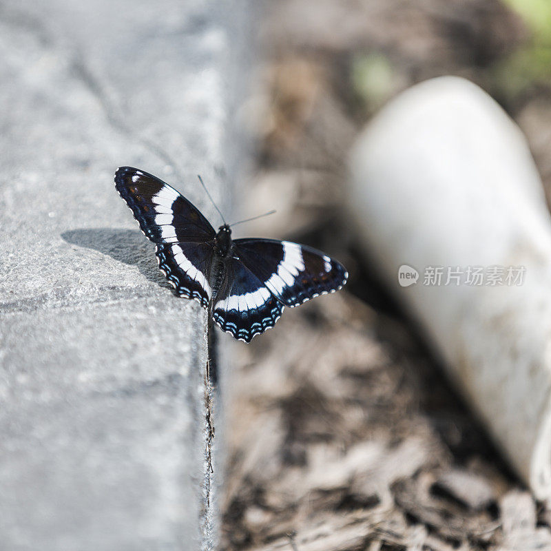 红斑紫蝶(Limenitis arthemis astyanax)